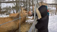 Кормление оленей и катание на снегоболотоходе!