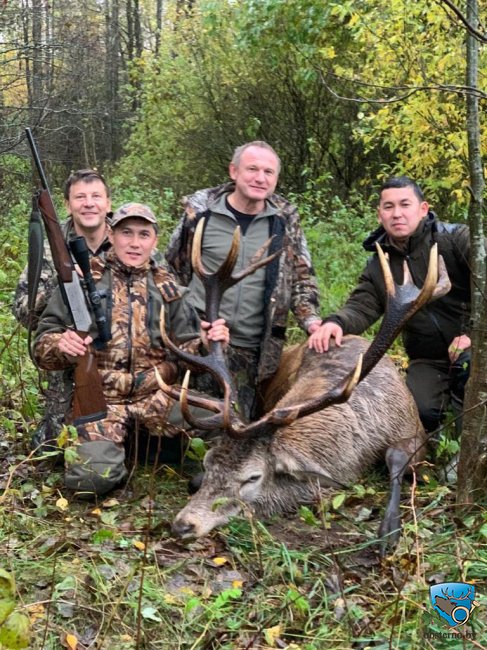 Охота в охотничьем вольере на благородного оленя!